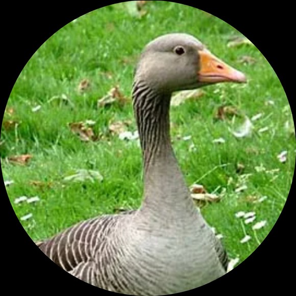 lg4724a